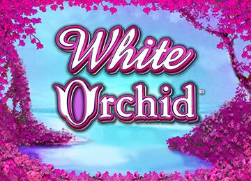 White Orchid
